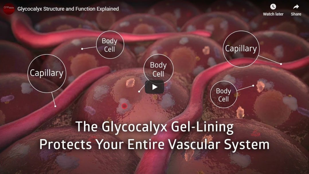 Glycocalyx definition, structure, and function