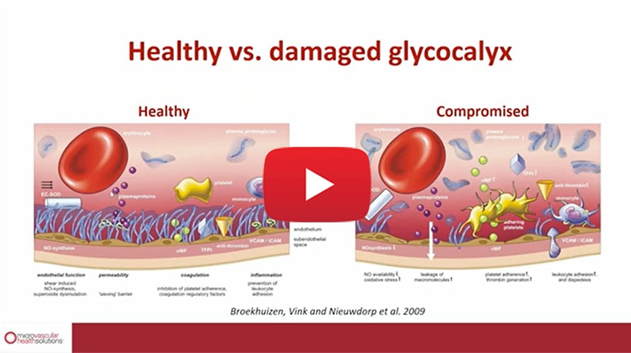 BBL Healthy Vs. Damaged Glycocalyx Update copy
