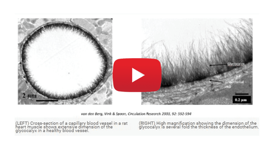 Glycocalyx magnified video thumbnail